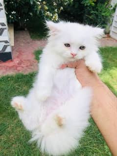 pure persian kittens for sale. . . cash on delivery