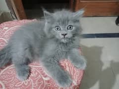 Cats Persian
