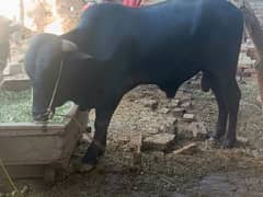 Qurbani Bulls | Cow | wacha | Janwar | Desi cow|qurbani janwar