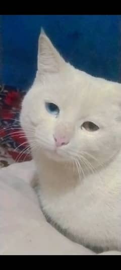 White snow Male Cat