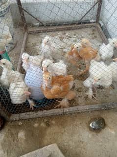 heavy buff hens or checks for sale age 35 din price pr piece 1150 0