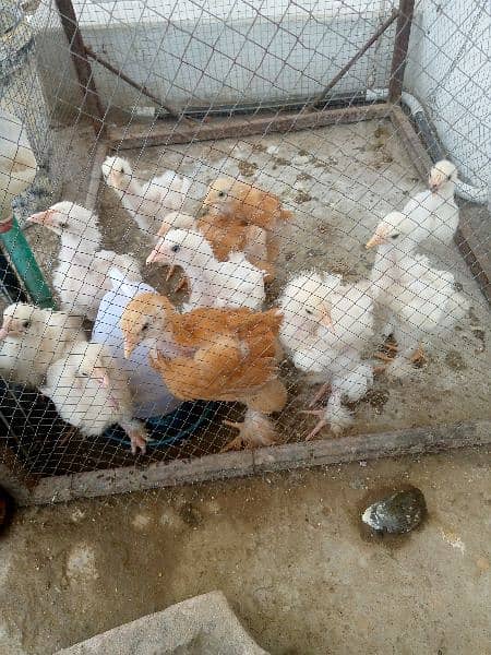 heavy buff hens or checks for sale age 35 din price pr piece 1150 1