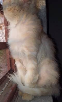 Persian Cat / Female Light Brown Beautiful / Female Persian cat