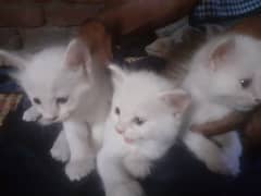 Persian cats triple coated Persian cats Persian kittens punch face