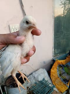 Heera chicks 45 days old