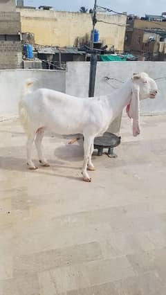pure ghulabi breed for sale