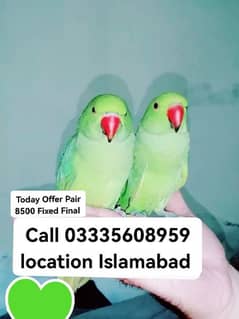 Today Offer Pair 8500 Fixed Final Hand Tamed Green Ring Neck Parrots