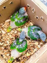 raw parrot chicks 03086272747 hand tamed