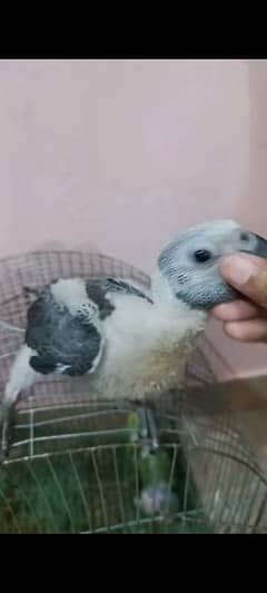 MashaAllah African Grey Parrot Local Breed Half Covered Chick