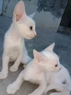 Adorable Iranian Kitty pair Looking for a Loving Home