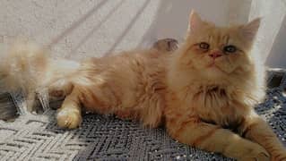 10 months persion cat ginger color triple coated