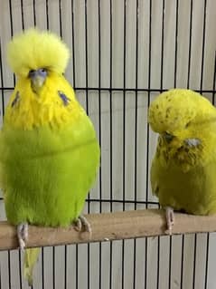 quality exhibition breeder pair for sale