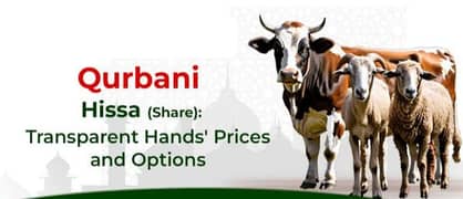 Cow QURBANI 2024 | SHARES AVAILABLE |