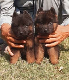 German Shepherd long coat pair available for sale car and WhatsApp