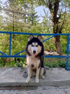 Siberian husky female