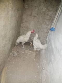 hens for sale Whatsapp all details