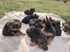 German sheperd puppies