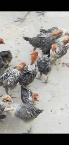 White fyuomi pure misri chicks for sale