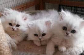 triple coated kittens for sale
