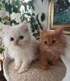 triple coated kittens for sale