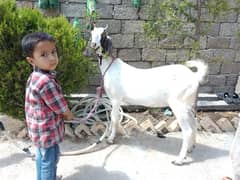 female goat for qurbani