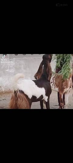 goat available in Islamabad beautiful pair