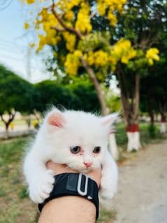 Persian Kitten For Sale