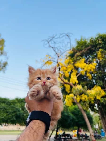 Persian Kittens For Sale 13