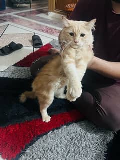 trained persian cat for sale!