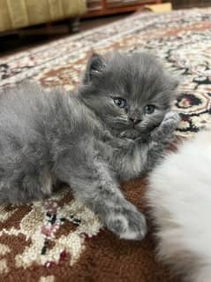 persian triple coat kitten