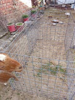 hens cage size 6 feet length 3 feet wide height 3 feet made gelwanize 0