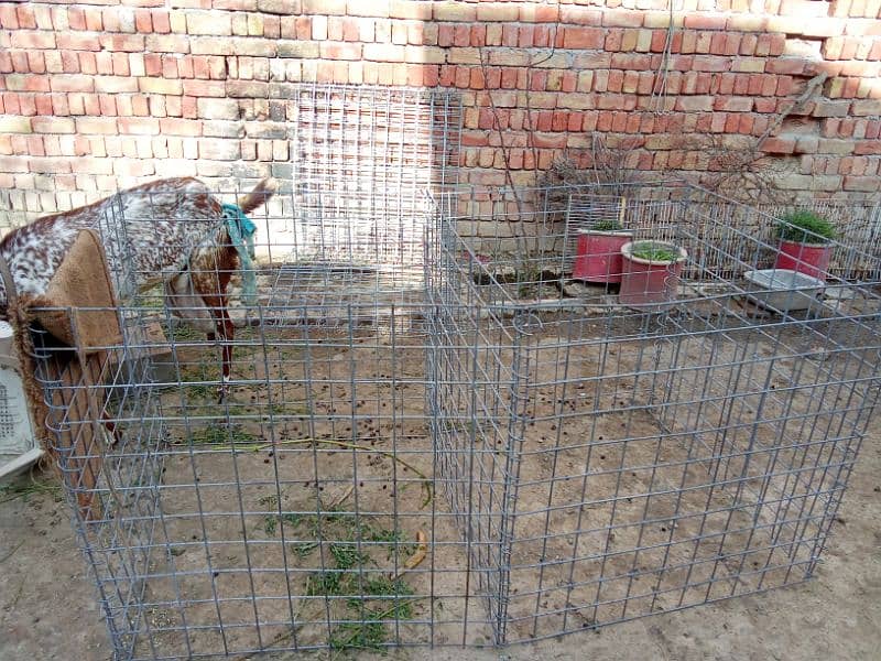 hens cage size 6 feet length 3 feet wide height 3 feet made gelwanize 2