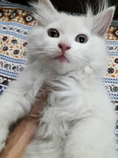 beautifully persian kitten