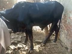 Qurbani Bulls | Cow | wacha | Janwar | Desi cow|qurbani janwar