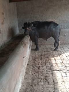 Bull for for sale/ bull for qurbqni