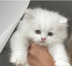 Persian furry kitten