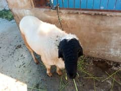 heavy dumba for sell for qurbani