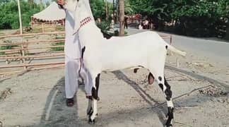 Rajanpur bakra argent for sale Whatsapp on hai 03279583582