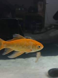 comet gold fish , blue gourami , gold fish red head