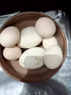 Aseel Eggs fresh n fertile