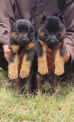 German Shepherd double coat male female  2 month for sale available
