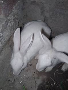 rabbit available red eys