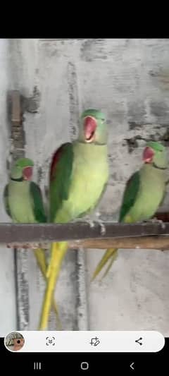 Raw parrots
