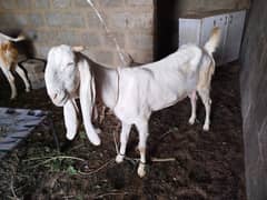 2 Goats are in a good price for Qurbani