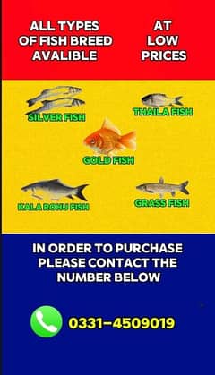 All Types of Fish Breed Available At Low Prices .