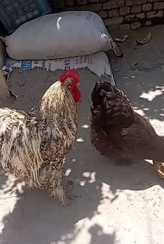 heavy buff and chicks available full active and healthy