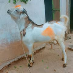 Goat sell for eid