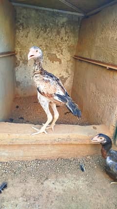 Aseel Chickens for Sale
