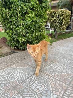Orange mix breed persian cat