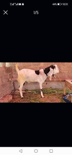 2 Daant Qurbani Goats For Sale